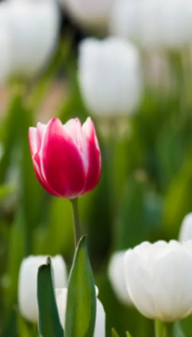 tulips